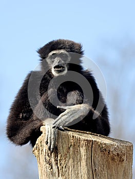 lar gibbon (Hylobates lar)