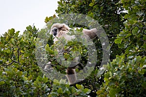 Lar Gibbon - Hylobates lar - in a zoo environment