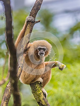 Lar gibbon perched on branch in rainforest jungle