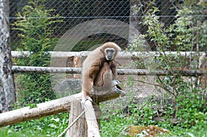 Lar gibbon sight