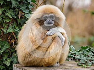 A Lar Gibbon sitting on a wooden chest