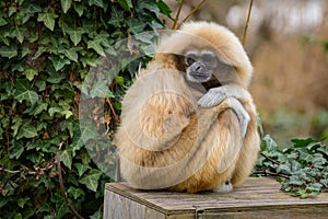 A Lar Gibbon sitting on a wooden chest