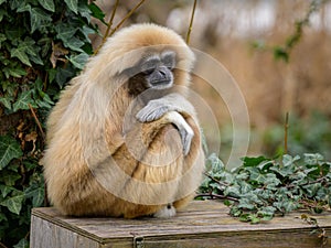 A Lar Gibbon sitting on a wooden chest