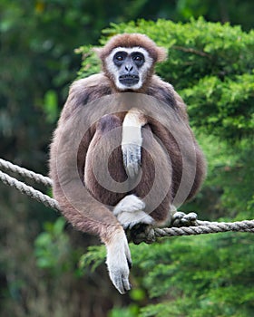 Lar Gibbon, or a white handed gibbon