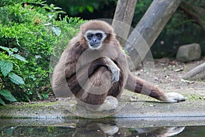 Lar Gibbon, or a white handed gibbon
