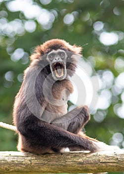 Lar gibbon white handed gibbon ape monkey portrait close up