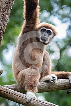 Lar gibbon white handed gibbon ape monkey portrait close up