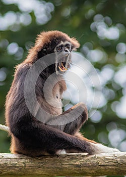 Lar gibbon white handed gibbon ape monkey portrait close up