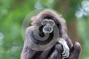 Lar gibbon white handed gibbon ape monkey portrait close up