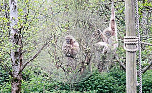 Lar gibbons on branches in zoo photo