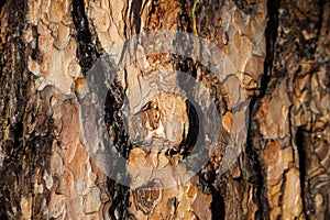 Larch bark background