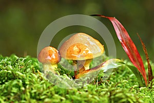 Larch bolete