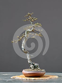 Larch bonsai literati style in spring