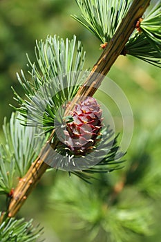 Larch branch with cone photo