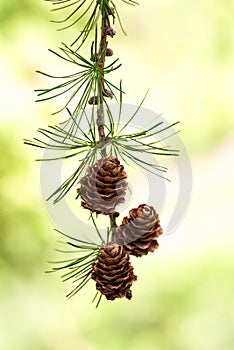 Larch branch with cones
