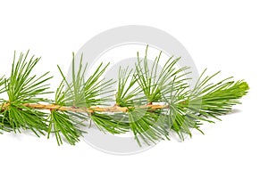Larch branch