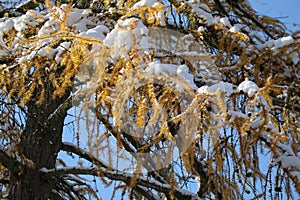 Larch branch with Snow