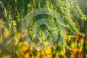 Larch branches in autumn on green and yellow leaves background