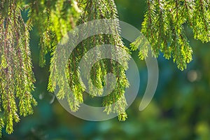 Larch branches in autumn on green and yellow leaves background