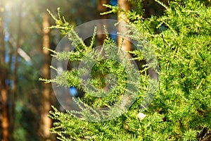 Larch branches in autumn on green and yellow leaves background