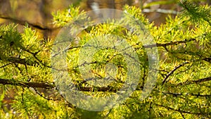 Larch branches in autumn on green and yellow leaves background