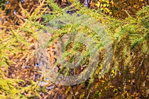 Larch branches in autumn on green and yellow leaves background