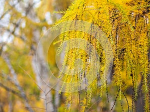 Larch branches in autumn on green and yellow leaves background