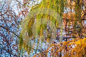 Larch branches in autumn on green and yellow leaves background