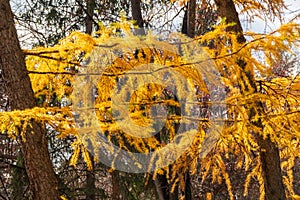 Larch branches in autumn on green and yellow leaves background
