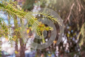 Larch branches in autumn on green and yellow leaves background