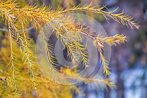 Larch branches in autumn on green and yellow leaves background