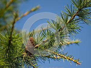 Larch cone