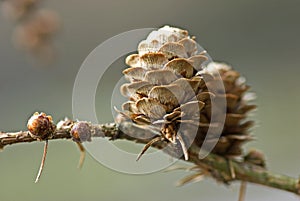 Larch cone