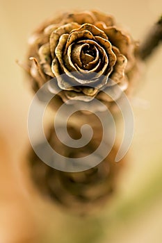 Larch cone