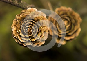 Larch cone