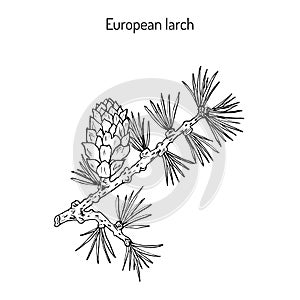 Larch cone and branch