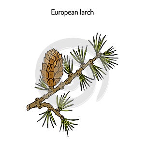 Larch cone and branch