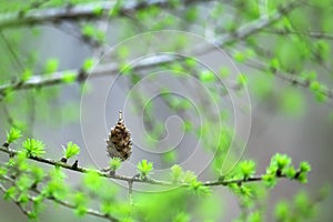 A larch cone on a branch, surrounded by young green needles.