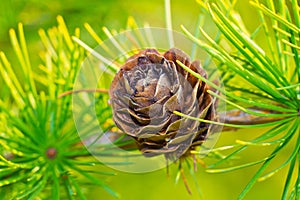 Larch cone closeup