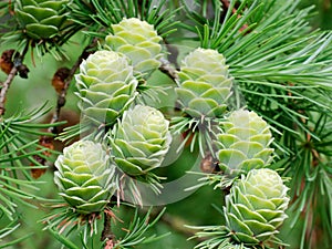 Larch cones