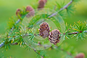 Larch cones on branch
