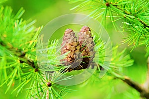 Larch cones. European larch Larix decidua Mill branches with seed cones and foliage on larch tree growing in forest.