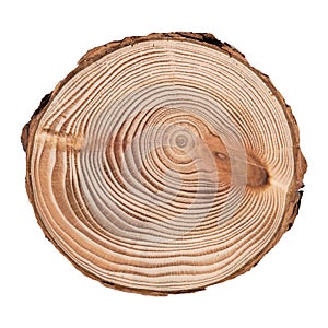 Larch cross section of tree trunk showing rings isolated on white background.