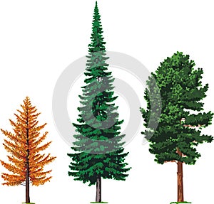 Larch, fir and cedar trees. Vector