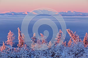 Larch and fir trees covered with frost at sunrise on the slope in Tatranska Lomnica, popular travel destination and ski resort in