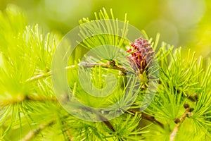 Larch flower.