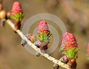 Larch Flowers