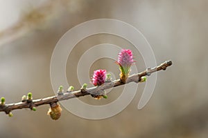 Larch in the foreground