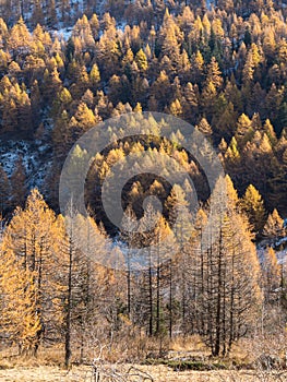 Larch forest in fall - Mont Blanc, Courmayer, Val d'Aosta, Italy