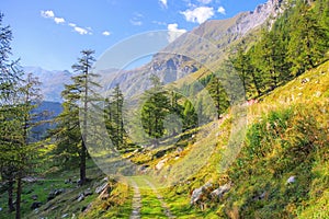 larch forest in Maggia valley  Ticino  Switzerland photo